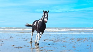 Wadden Inseln