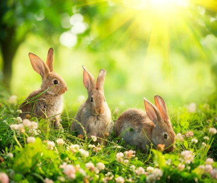 Happy springtime Package