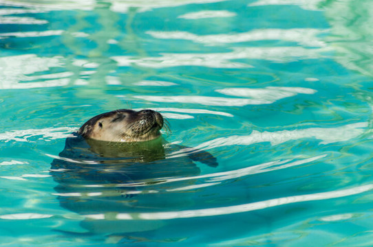 Seal Center Pieterburen